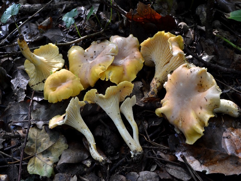 Cantharellus cibarius (Fries, 1821) ?